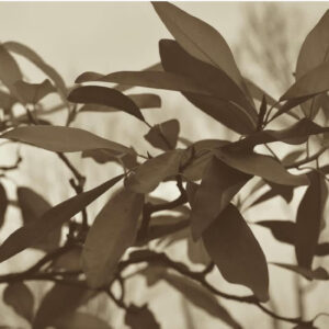 Nature Composition 1