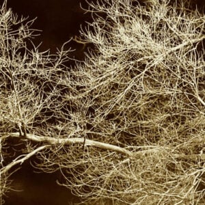 Nature Composition 2