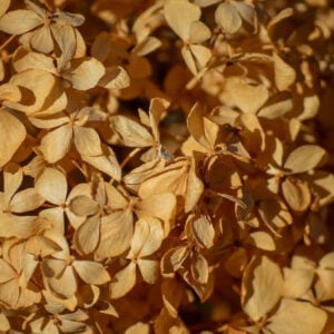 Nature Composition 3