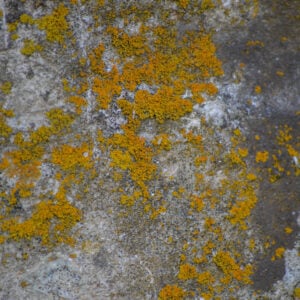 Nature Composition 4